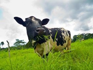 Photo of a dairy cow eating grass