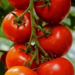 Photo of tomatoes on the vine