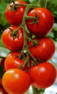 Photo of tomatoes on the vine