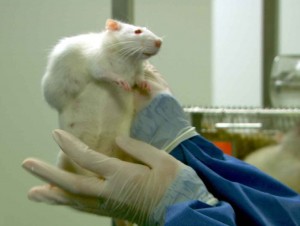 Photo of tumours on a rat fed GMO corn