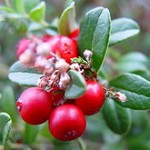 Photo of ripe lingonberries