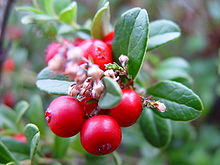 Photo of ripe lingonberries