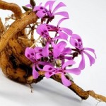 Photo of Pelargonium sidoides