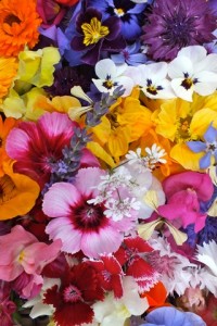 Photo of a selection of edible flowers