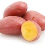 Photo of a genetically modified pink potato