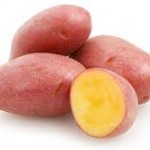 Photo of a genetically modified pink potato