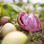 Photo of genetically modified purple tomatoes