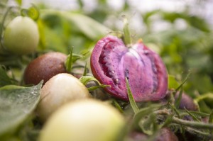 Photo of genetically modified purple tomatoes