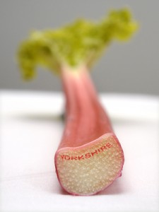 Photo of a stalk of Yorkshire forced rhubarb