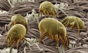 Close up photo of dust mites