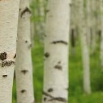 Photo of birch trees
