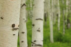 Photo of birch trees