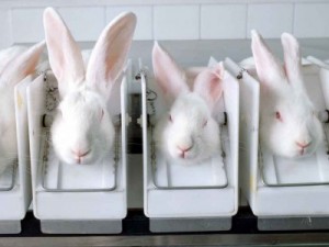Photo of rabbits in laboratory boxes
