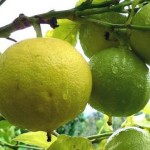 Close up photo of bergamot oranges