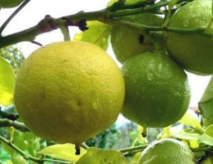 Close up photo of bergamot oranges