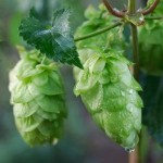 Close up photo of hops