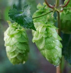 Close up photo of hops