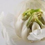 Photo of sprouting garlic