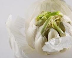 Photo of sprouting garlic