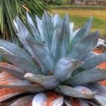 Photo of an agave plant