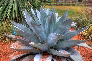 Photo of an agave plant