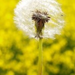 Photo of a dandelion in a field