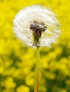Photo of a dandelion in a field