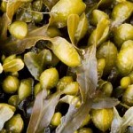 Photo of bladderwrack seaweed