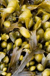 Photo of bladderwrack seaweed