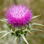 Photo of a milk thistle plant