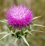 Photo of a milk thistle plant