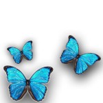 Illustration of blue butterflies