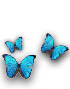 Illustration of blue butterflies