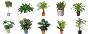 photo of houseplants