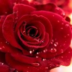 Photo of a dewy red rose