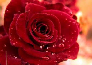 Photo of a dewy red rose