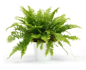 Photo of a Boston fern