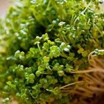 close up photo of broccoli sprouts