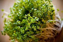 close up photo of broccoli sprouts