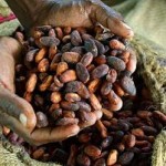 photo of two hands holding cocoa beans