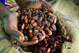 photo of two hands holding cocoa beans