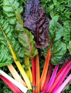 Close up photo of rainbow chard