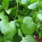 Close up photo of watercress
