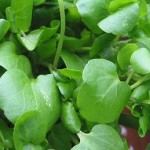 Close up photo of watercress