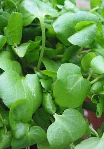 Close up photo of watercress