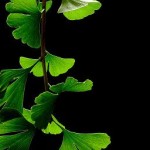 Photo of ginkgo biloba leaves on a black background