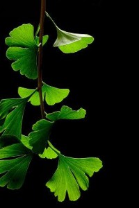 Photo of ginkgo biloba leaves on a black background