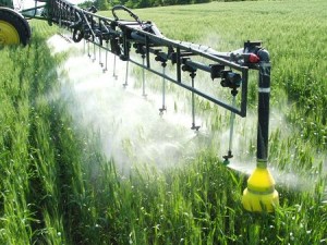 Photo of fungicides being sprayed on a wheat crop