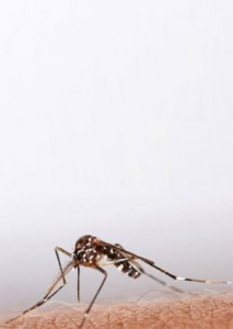 Photo of a mosquito on skin