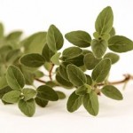 Photo of oregano on a white background